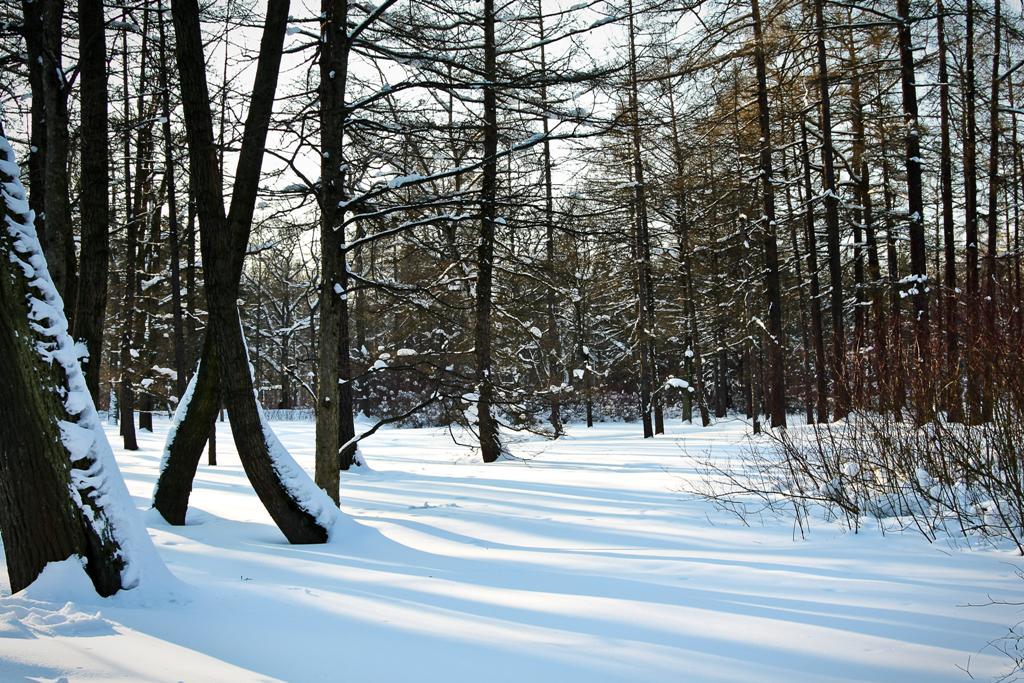 Зимний лес