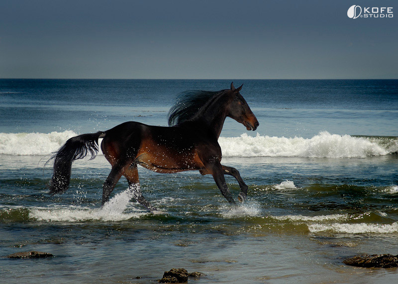 Ocean horse...