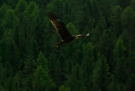 в поисках добычи