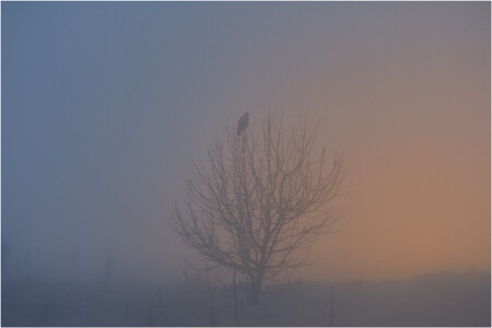 Рассветная