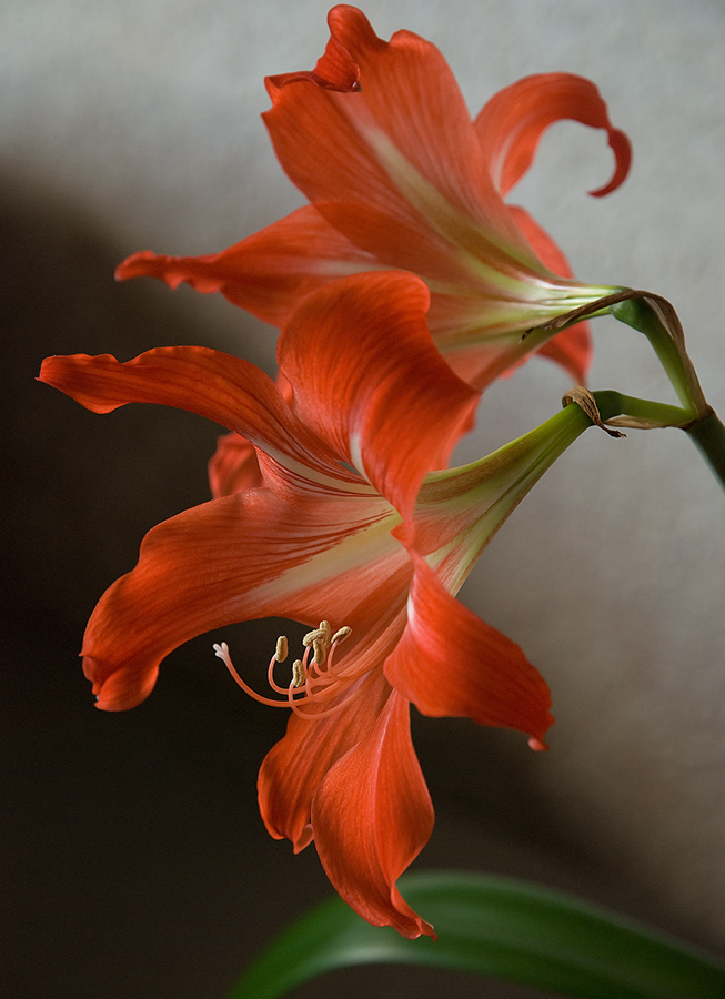 Hippeastrum