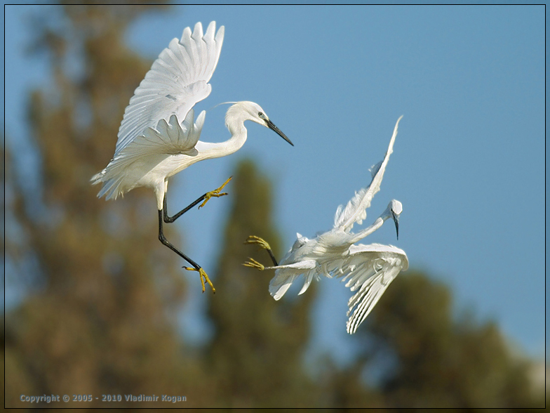 Little Egret - воздушная акробатика