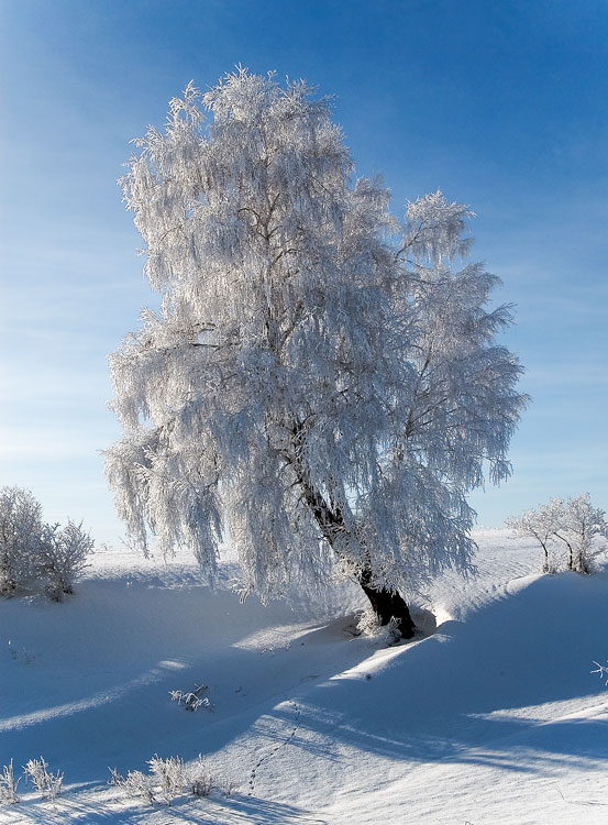 зимние кружева