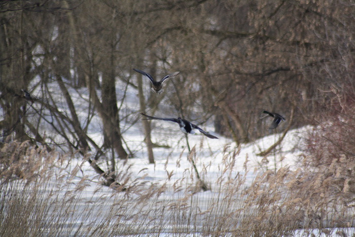 foto hunting for duck