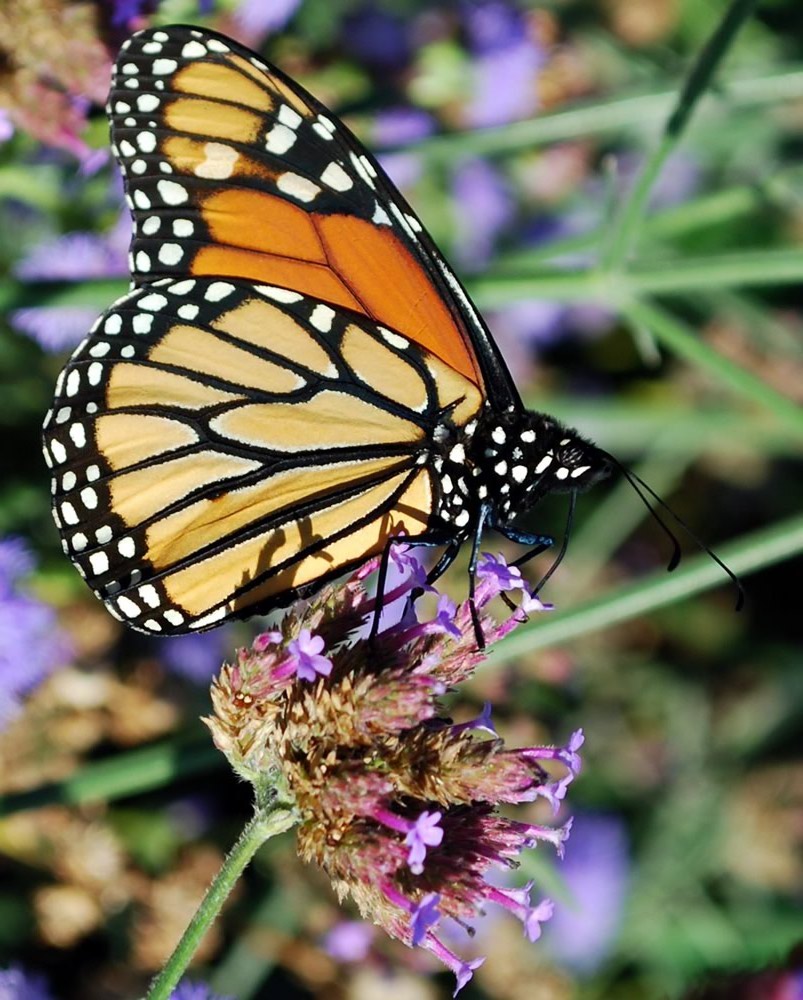 Urban Butterfly