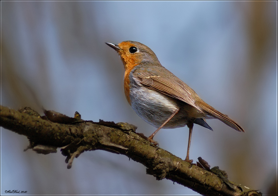 Зарянка (Erithacus rubecula)