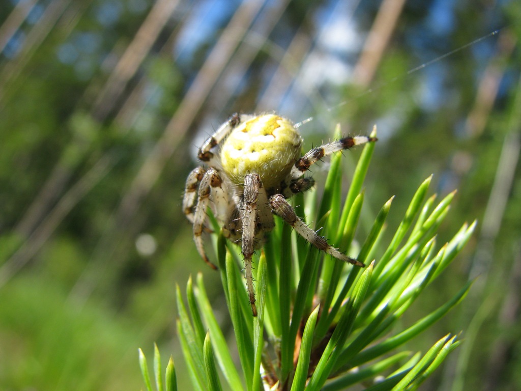 Araneus quadratus