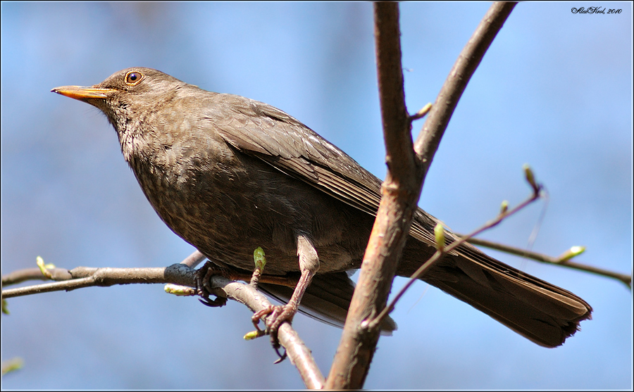 Черный дрозд (Turdus merula), самка