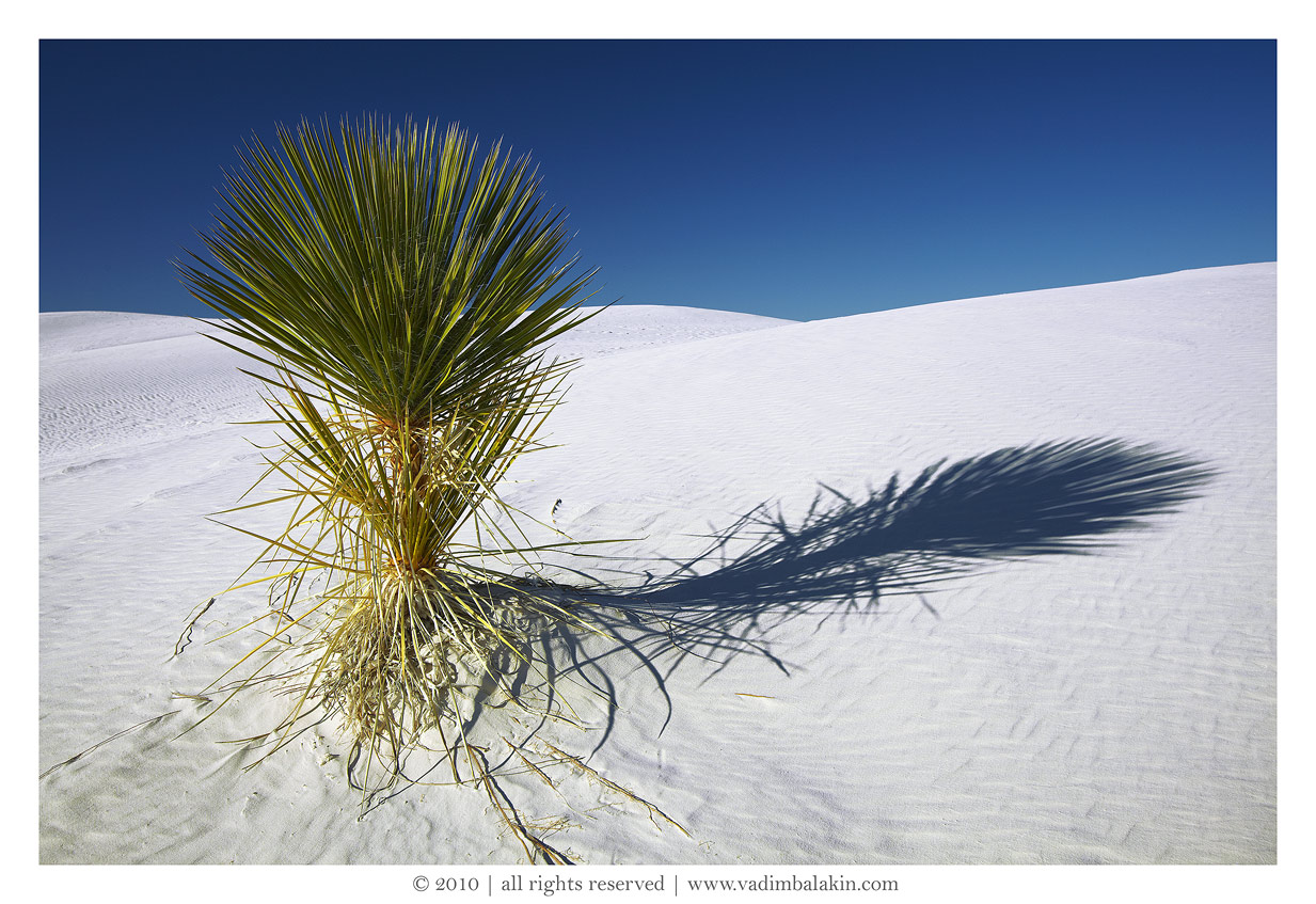 Yucca