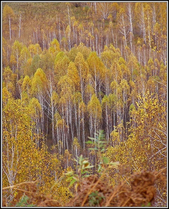 Осень.Березы.