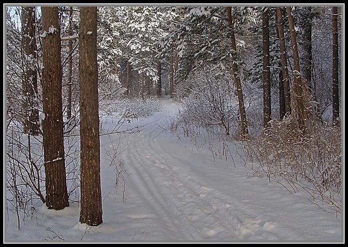 лесная дорога