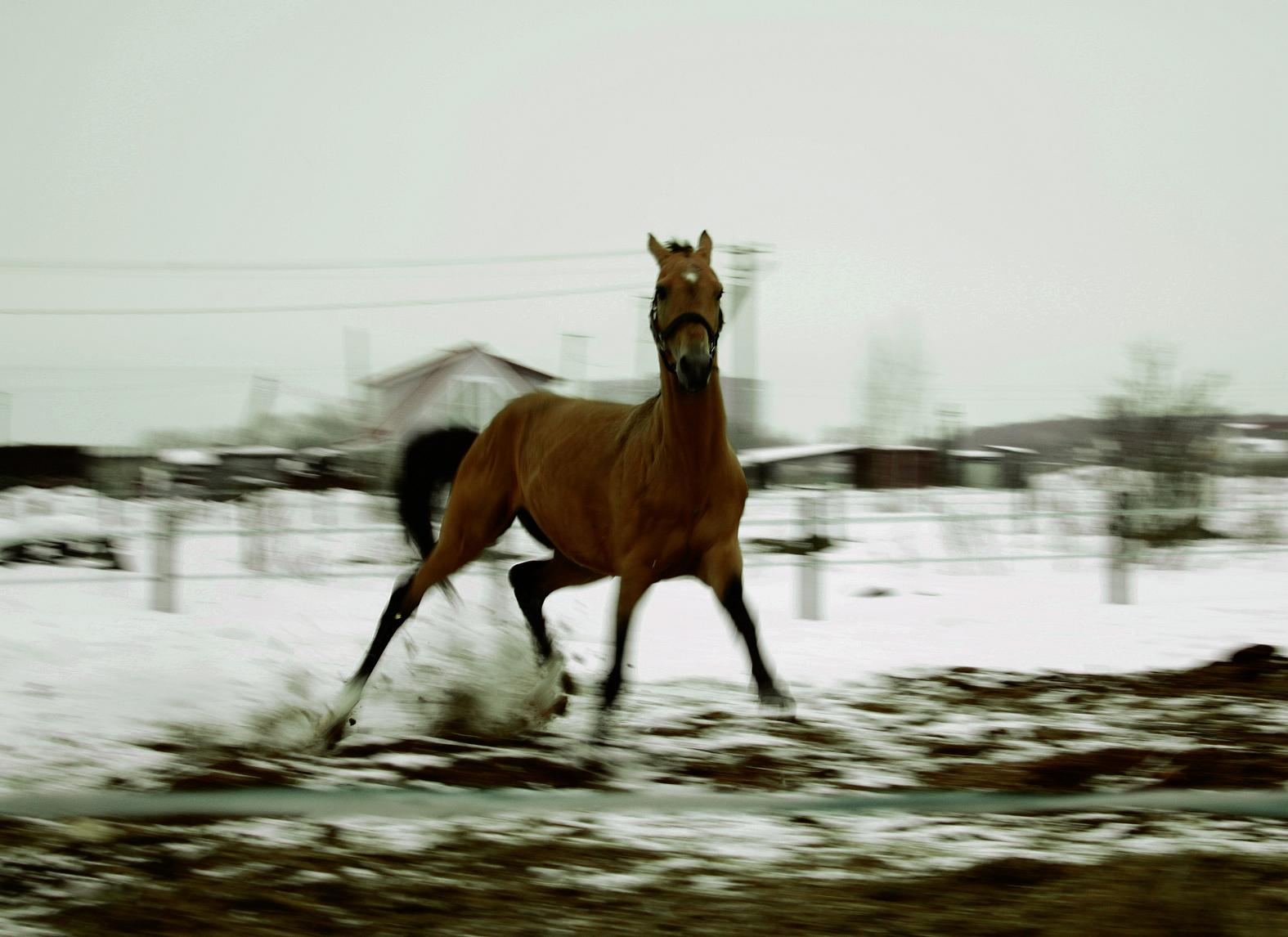 Скакун