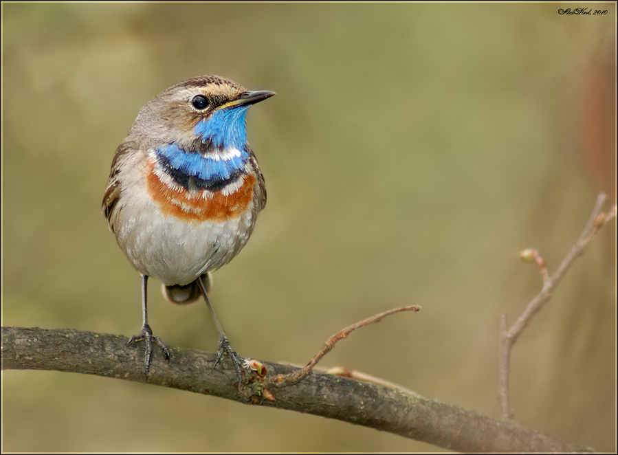 Варакушка (Luscinia svecica)