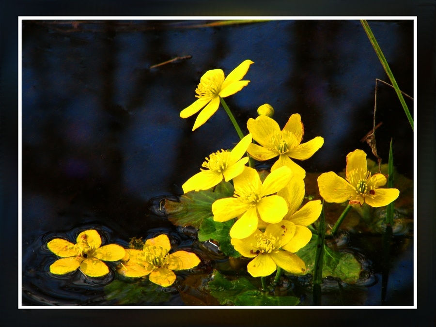 Калужница болотная (Caltha palustris)