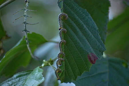 Завтрак на листе