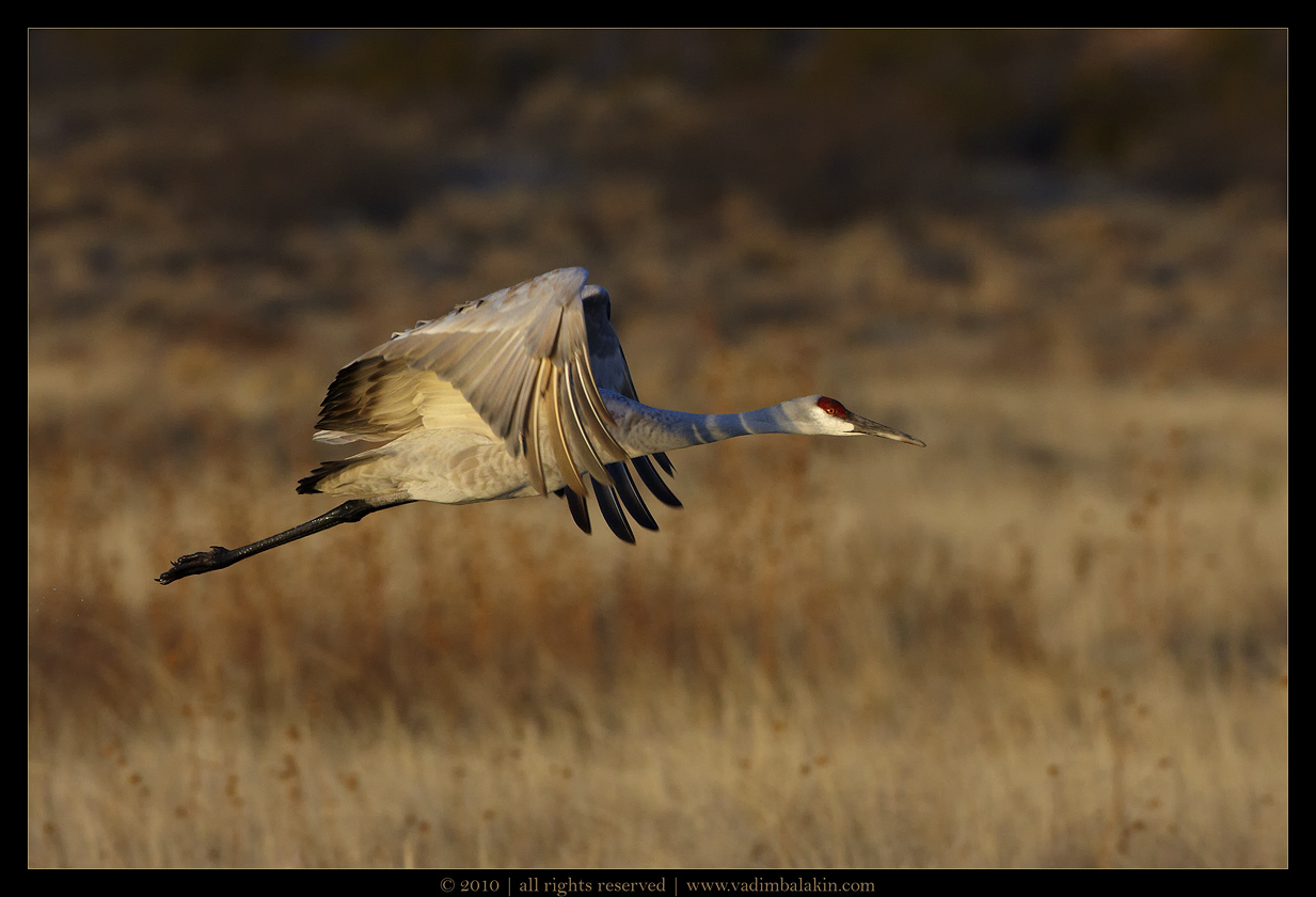 Sandhill Airlines