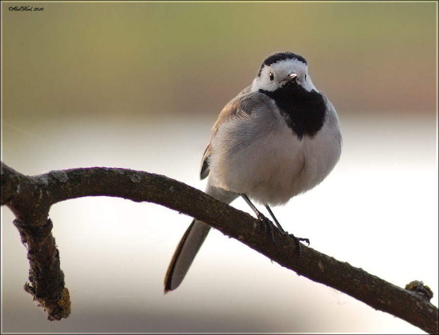 Белая трясогузка (Motacilla alba)