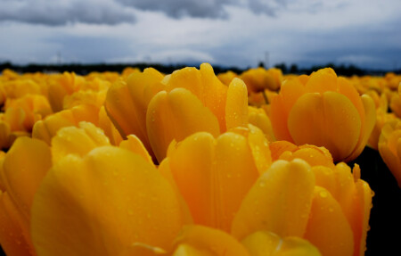 Yellows