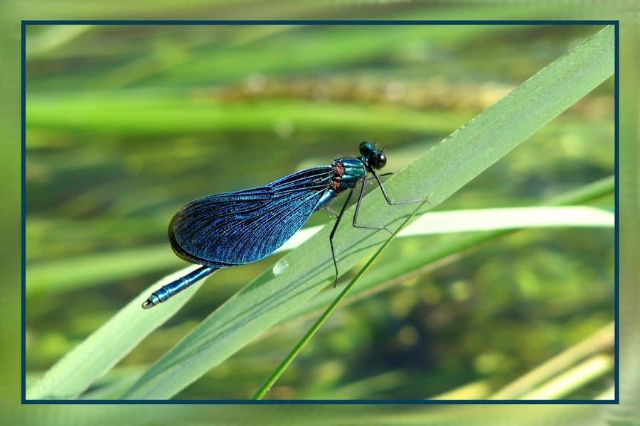 Красотка-девушка (Calopteryx virgo)