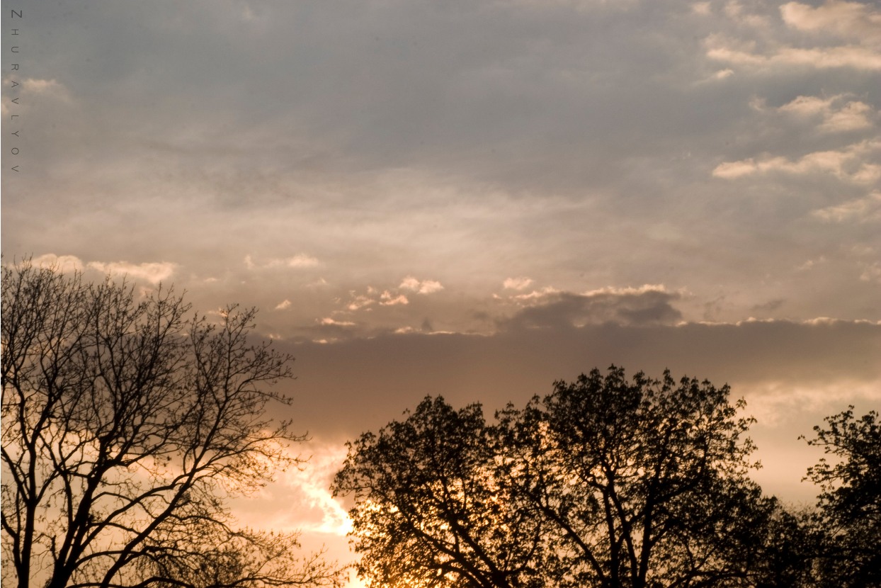 Suntrees