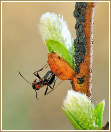 Пастух со своим стадом.