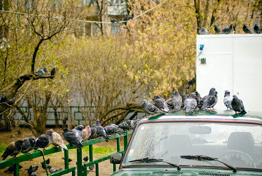 банды Москвы