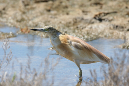 Желтая цапля