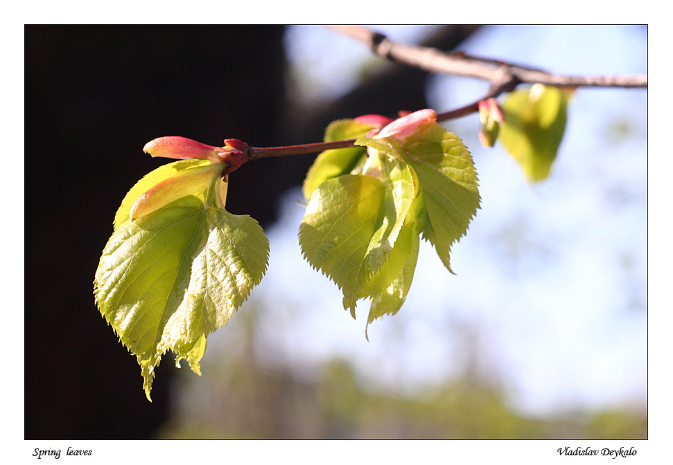 Spring leaves