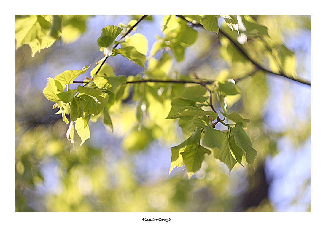 Bokeh