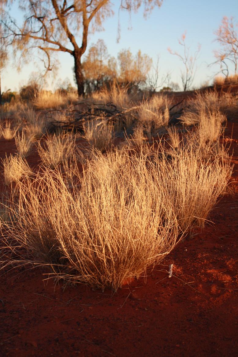 Uluru series -1