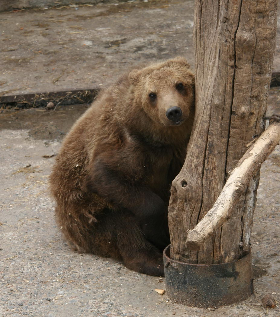 Медведь в зоопарке