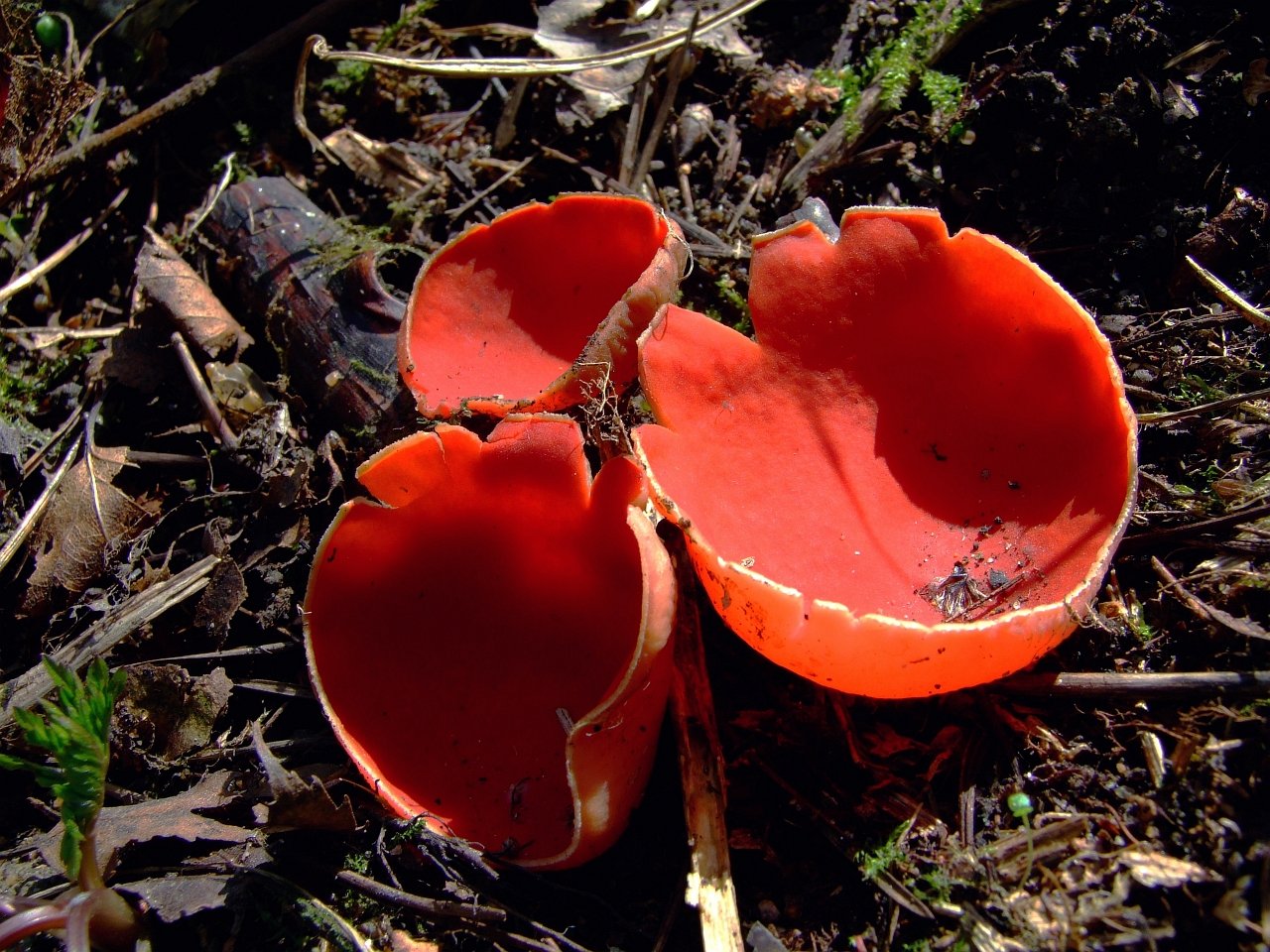 Sarcoscypha austriaca(саркосцифа австрийская)