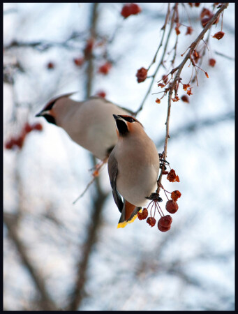 Два товарища