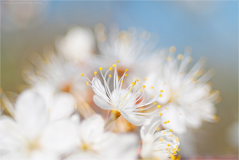 Sakura )