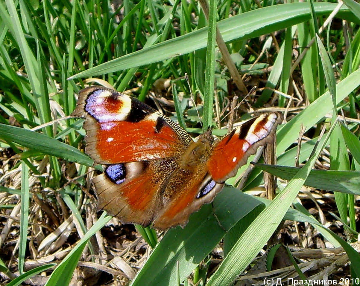 Павлиний глаз (Inachis io) 