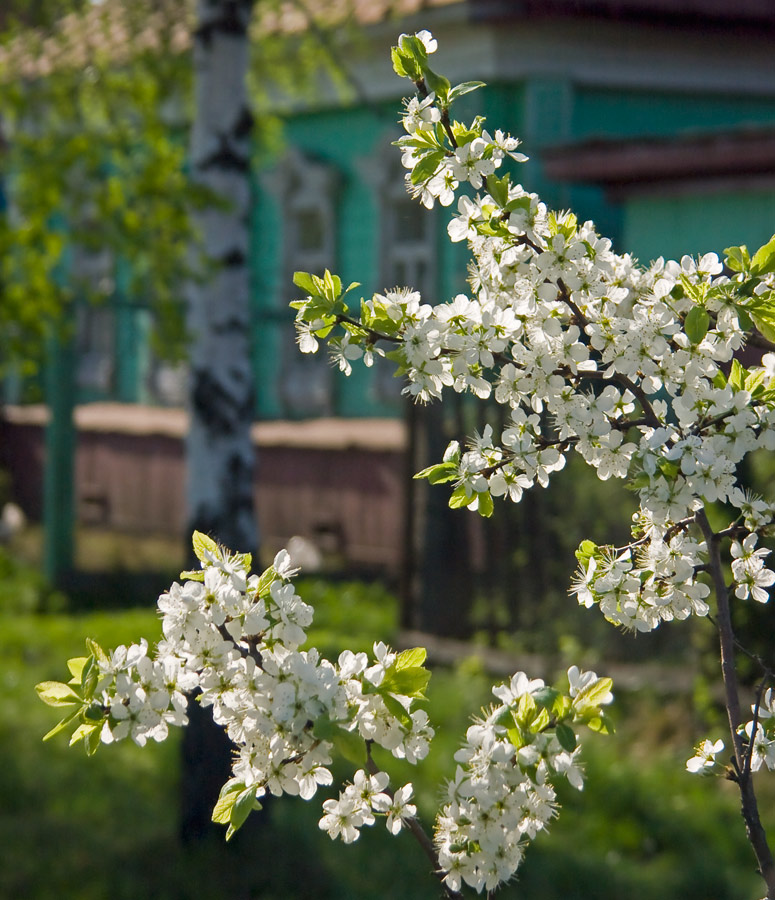 Цветущая слива