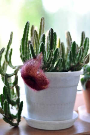 &amp;quot;Оленьи рога&amp;quot;