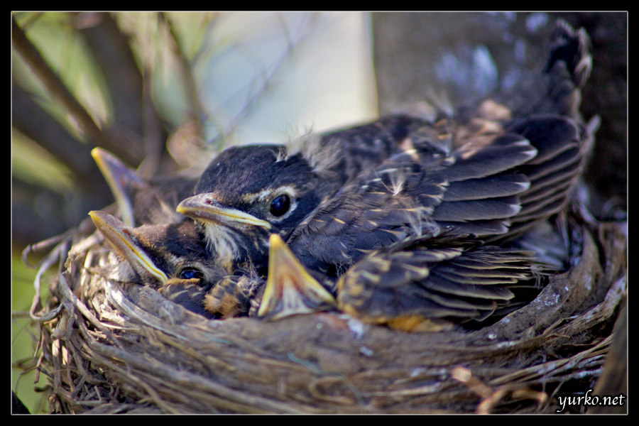 Nestlings