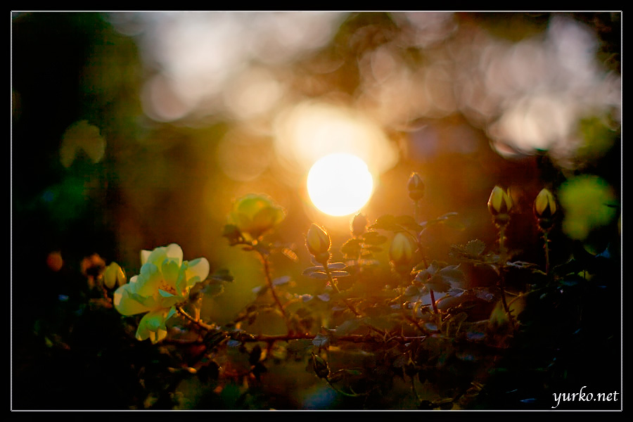 Flowered Sunset