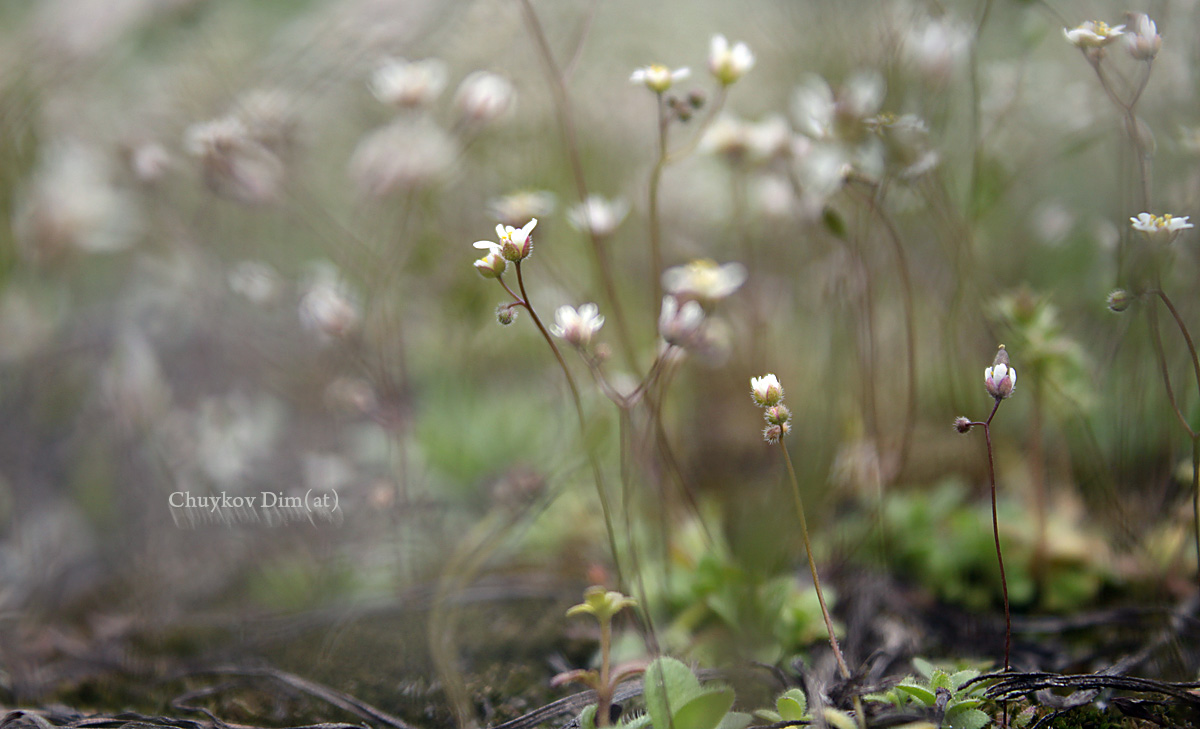 The first flowers...