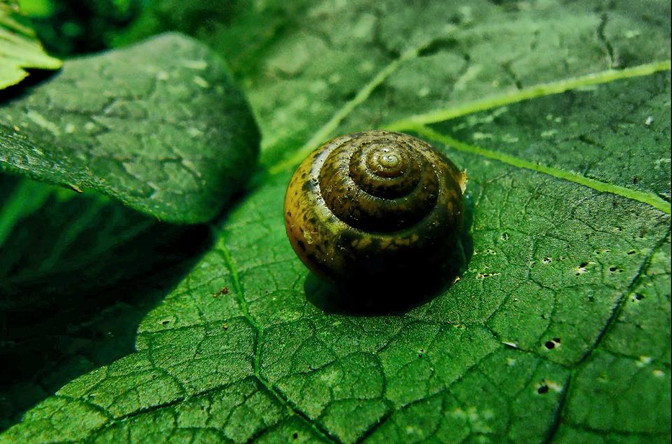 Simply snail