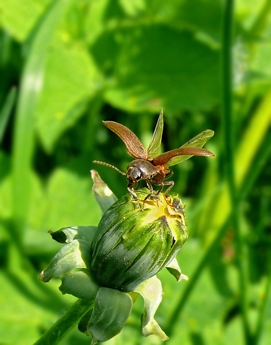 Полосатый щелкун Agriotes lineatus