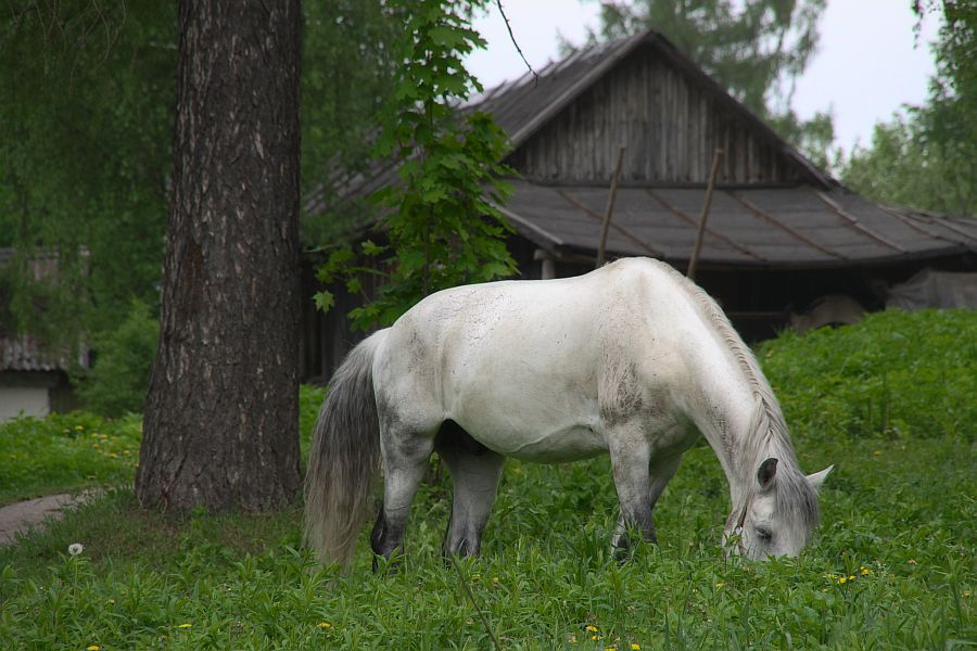 дачная