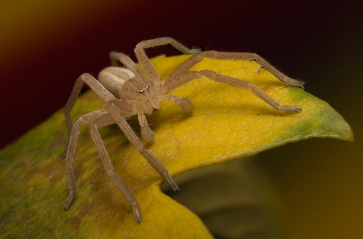 Micrommata virescens на листе аралии