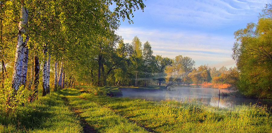 Улыбнулись стройные березки