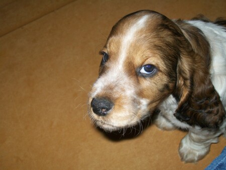 А фто! Конфет больше нет?