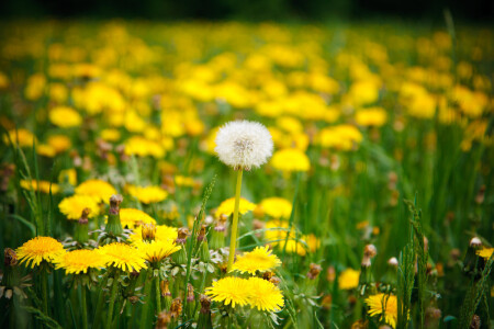 Первый седой