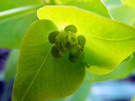 Цветы распустились