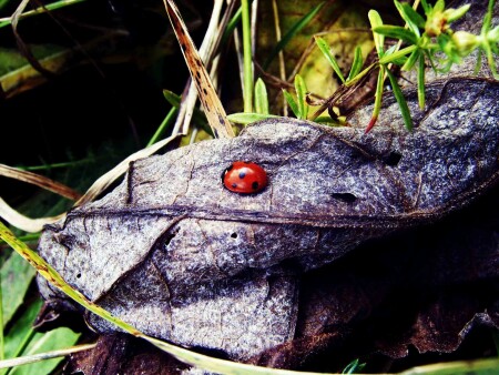 &amp;quot;Божье &amp;quot;животное&amp;quot;&amp;quot;