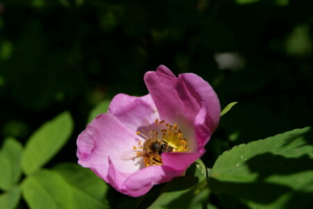 майский полдень